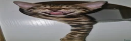 Bengal cats for sale: TICA Genetic Health Tested Kittens - Advert 7