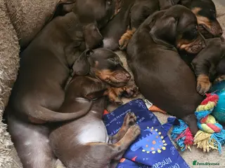 Miniature Dachshund dogs Miniature Chocolate & Tan dachshund - Advert 1