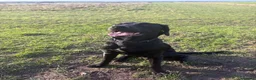 Labrador Retriever dogs for sale: Gorgeous Labrador Puppies – Ready Now 🐾 - Advert 7