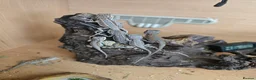 Bearded Dragon reptiles for sale: BEARDED DRAGONS TINT OF RED  - Advert 1
