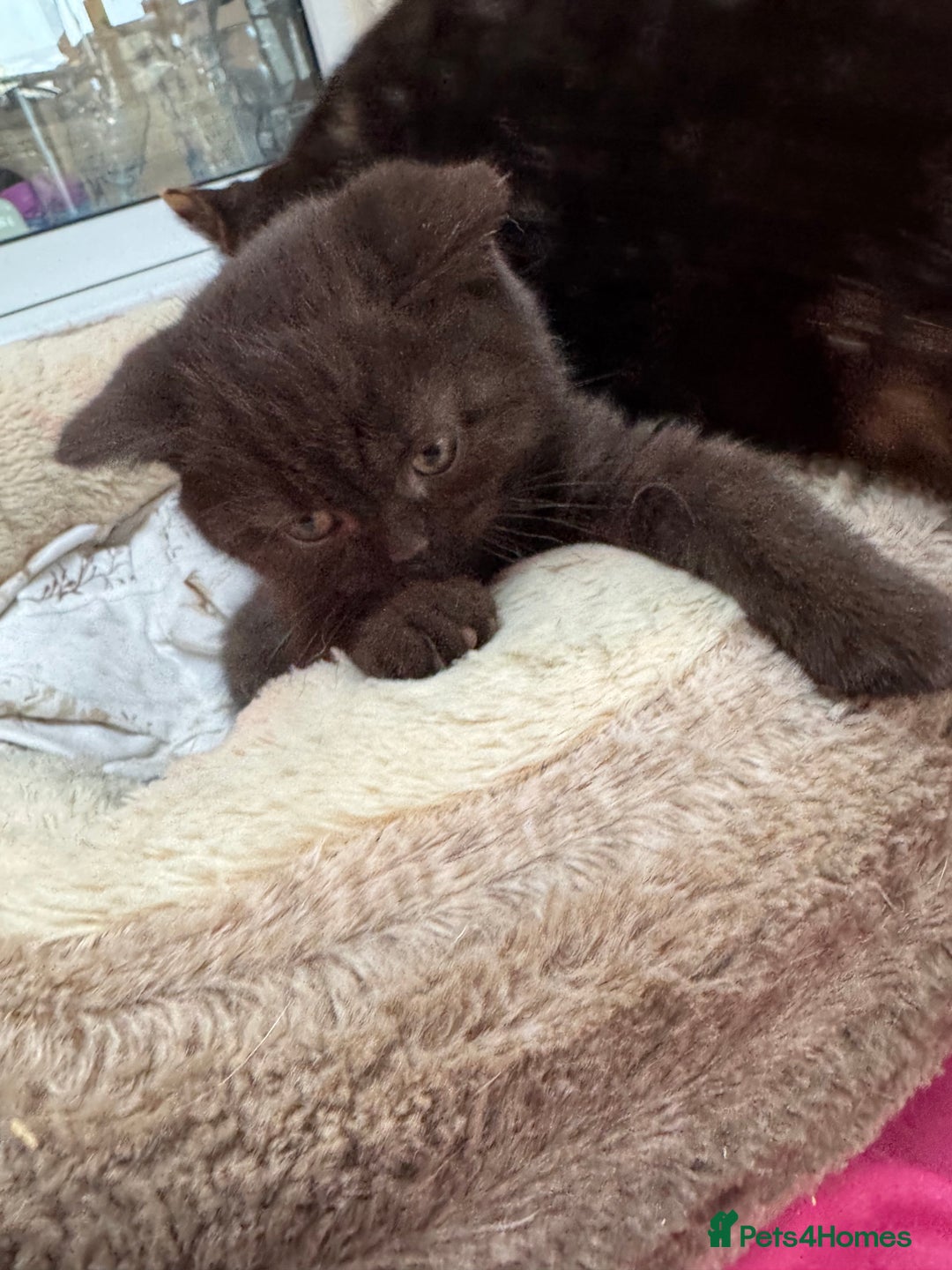 British Shorthair cats for sale: British Short Hair Chocolate kitten female  - Advert 7