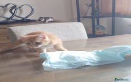 Persian cats for sale: Persian kittens: 2 girls and 1 boy (£230 each) - Image 8