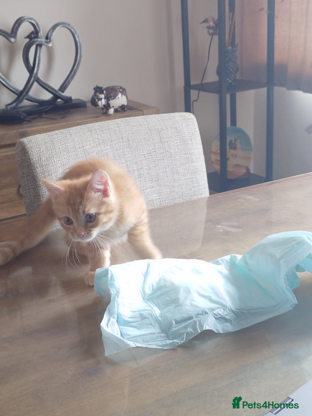 Persian cats for sale: Persian kittens: 2 girls and 1 boy (£230 each) - Image 8
