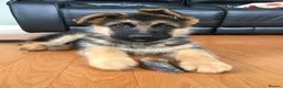 German Shepherd dogs for sale: Five lovely German shepherd puppies ready now  in Bath - Advert 9