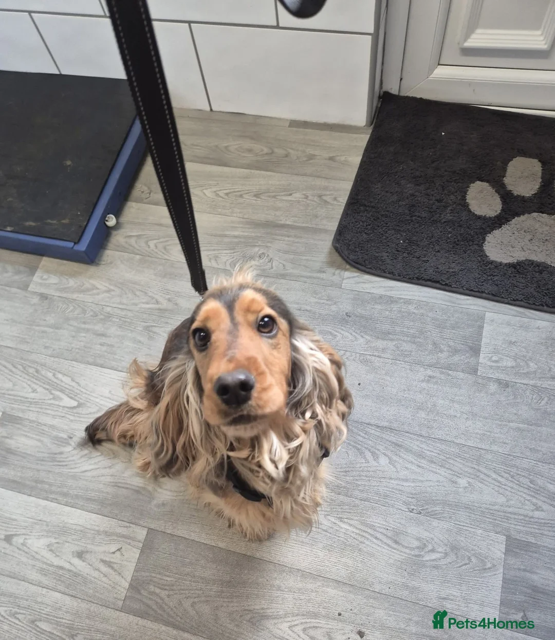 Cocker Spaniel dogs for sale: Show Cockers ~ WAITING LISTS OPENED ~ 2 LITTERS  - Advert 3