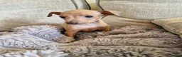 Italian Greyhound dogs for sale: KC reg Italian greyhound puppies  in Sheffield - Advert 10