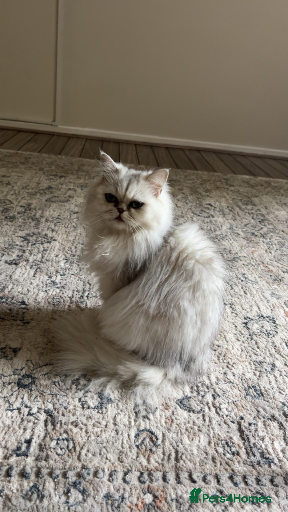 Persian cats WHITE PERSIAN  - Advert 1