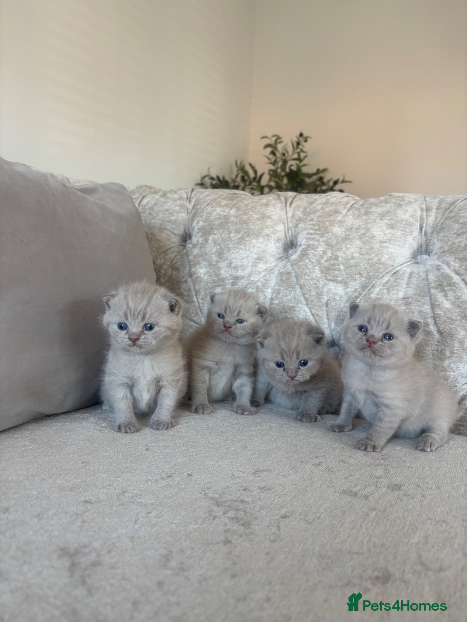 British Shorthair cats Stunning Lilac British Shorthair Kittens GCCF  - Advert 18