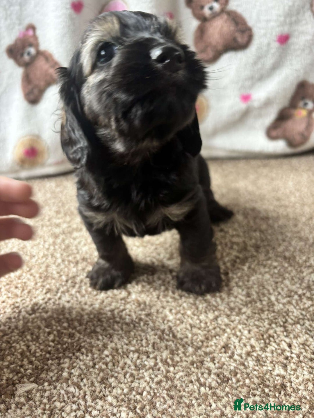 Dachshund dogs for sale: 🐾 Beautiful wired haired Dachshund Puppies - Image 8