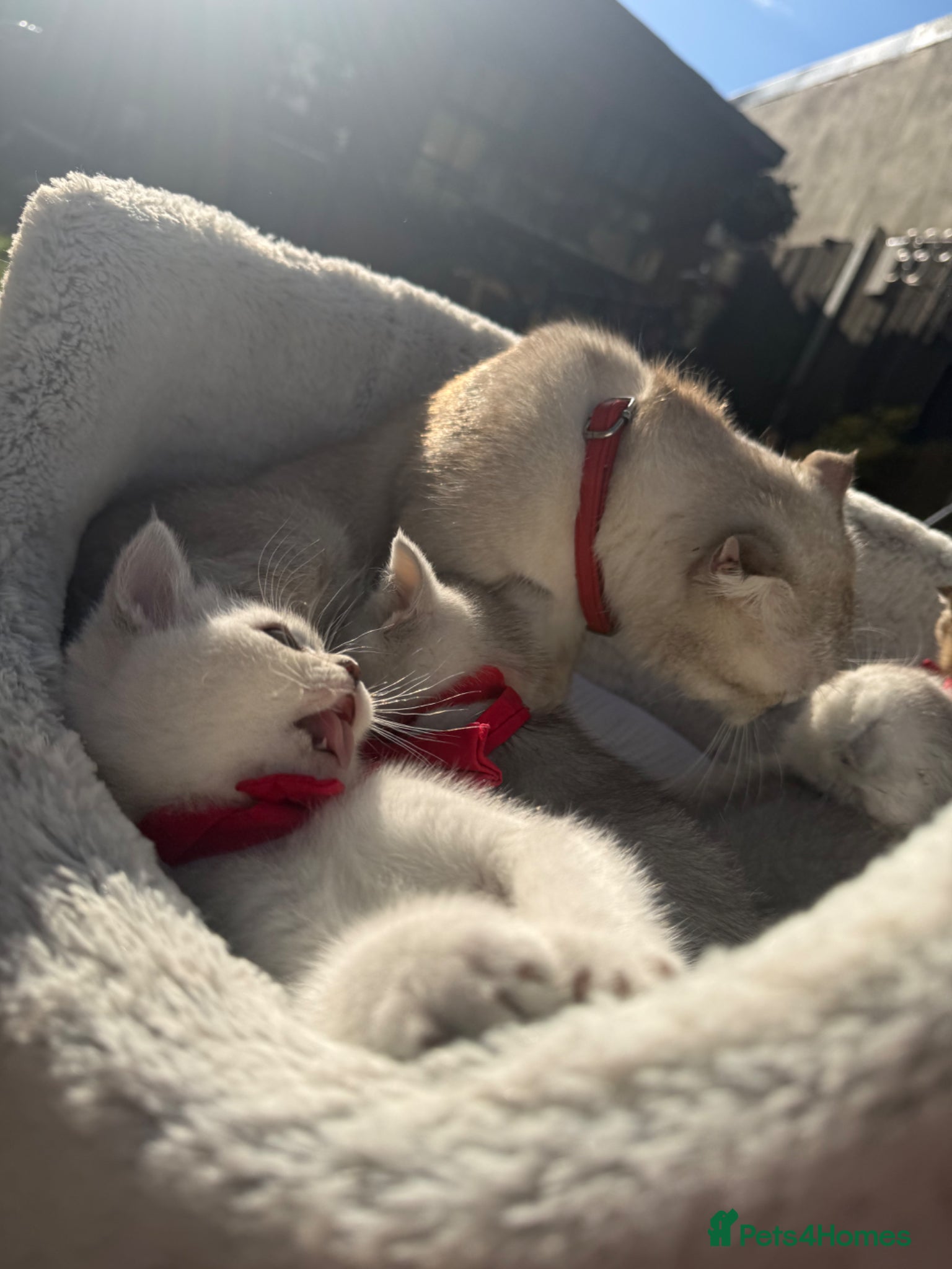 Scottish Fold cats for sale: Scottish Stright  - Advert 6