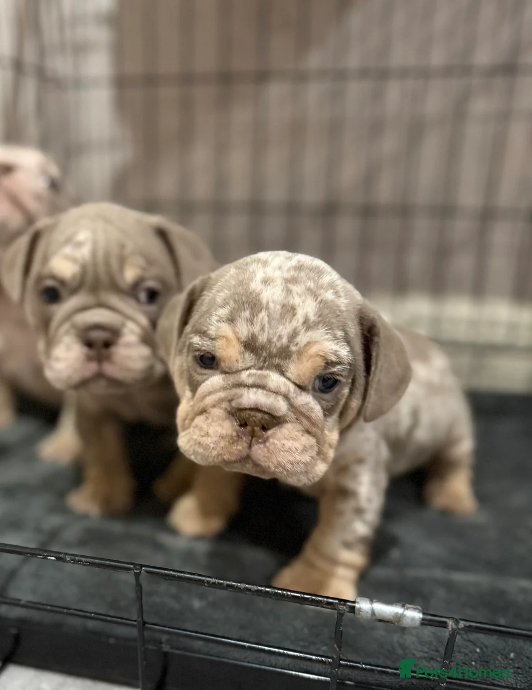 English Bulldog dogs for sale: KC Male English Bulldogs  - Advert 4