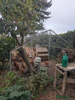 Chickens poultry - Advert 13