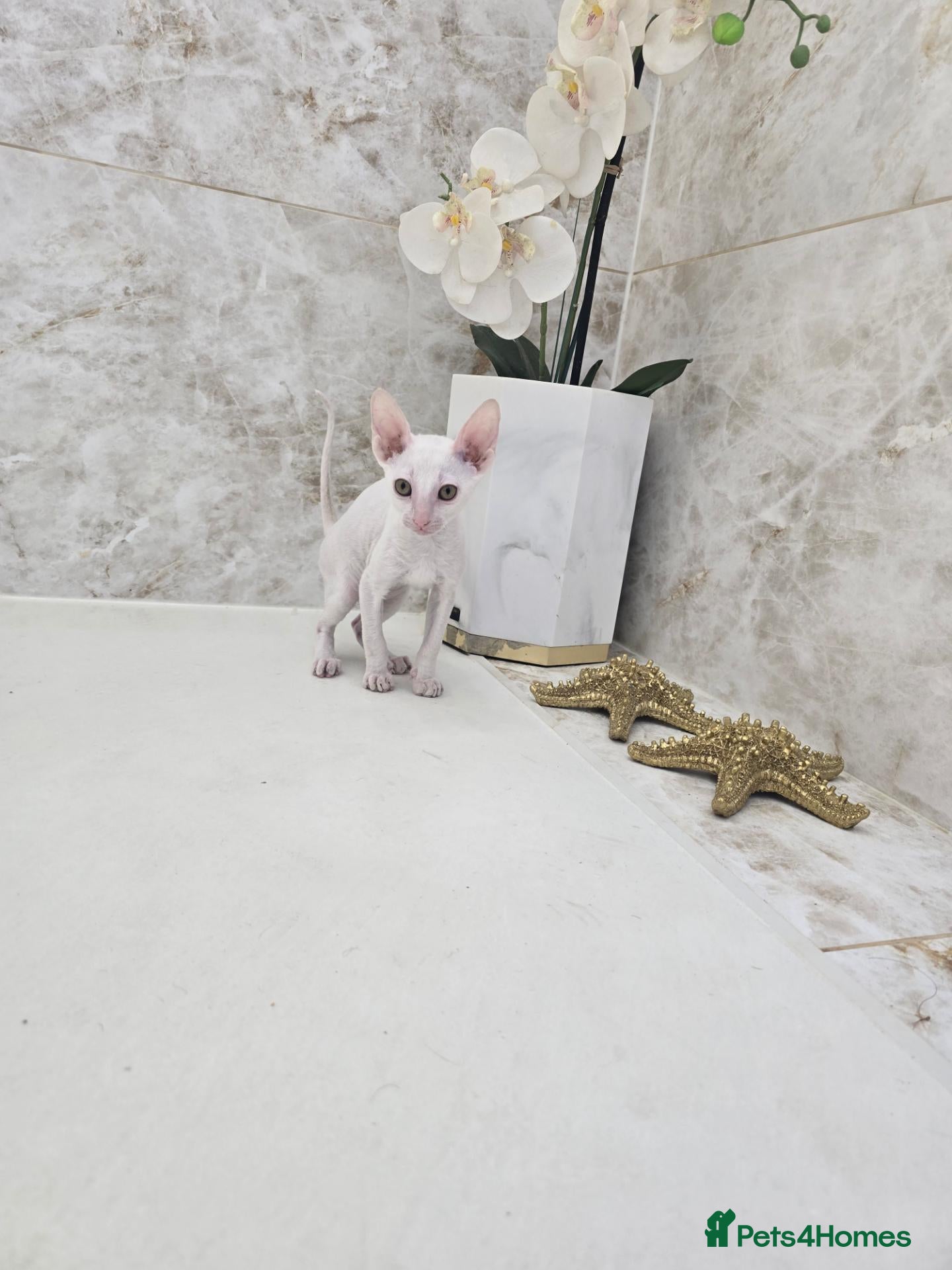 Cornish Rex cats Cornish Rex  - Advert 1