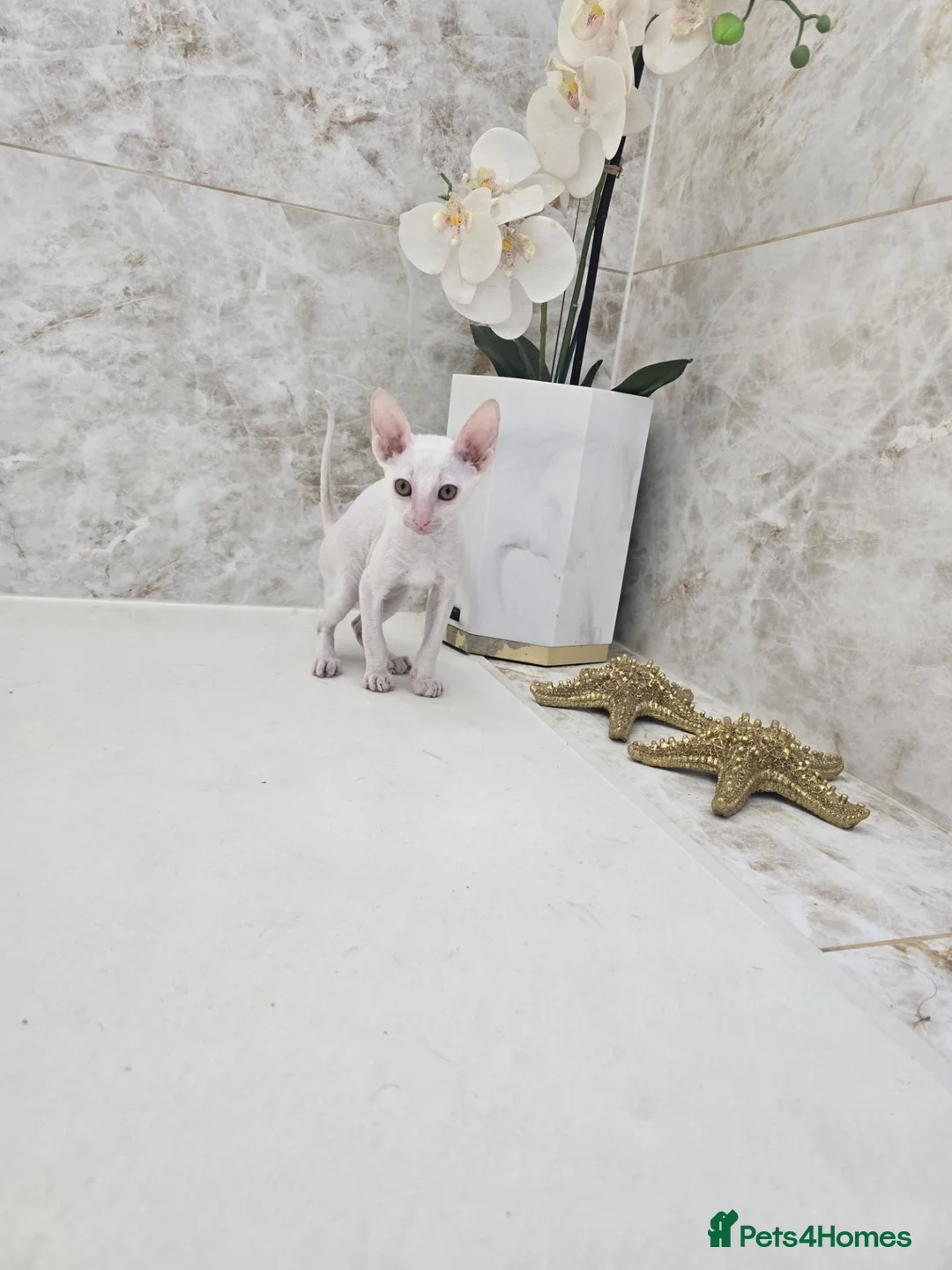 Cornish Rex cats for sale: Cornish Rex  - Advert 1