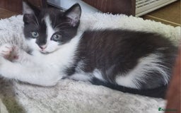 Mixed Breed cats for sale: Siberian cross ready to go!!! - Image 19