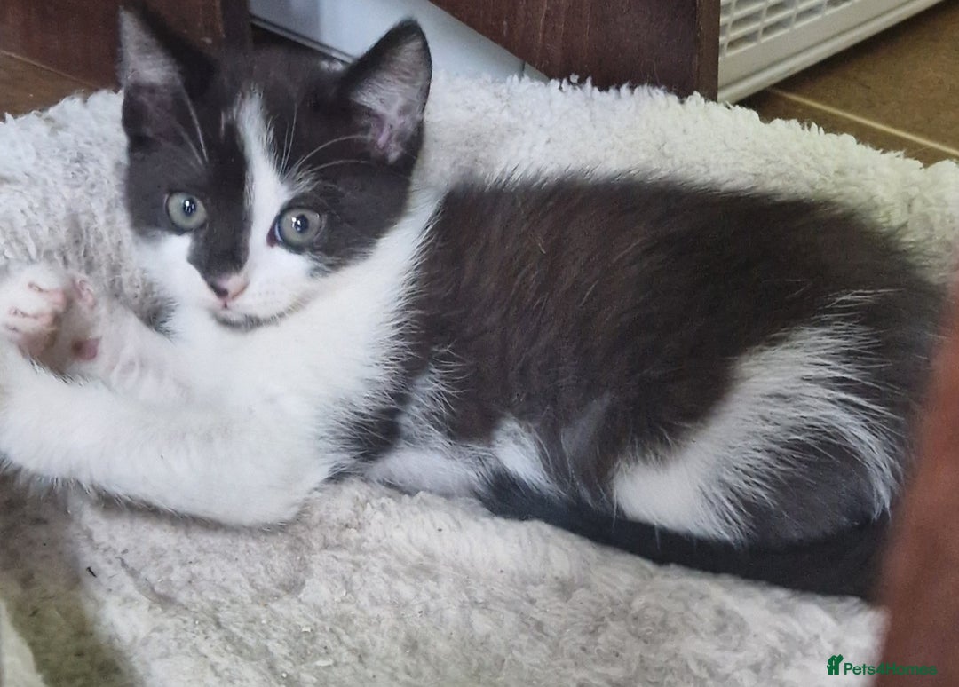 Mixed Breed cats for sale: Siberian cross ready to go!!! - Image 19