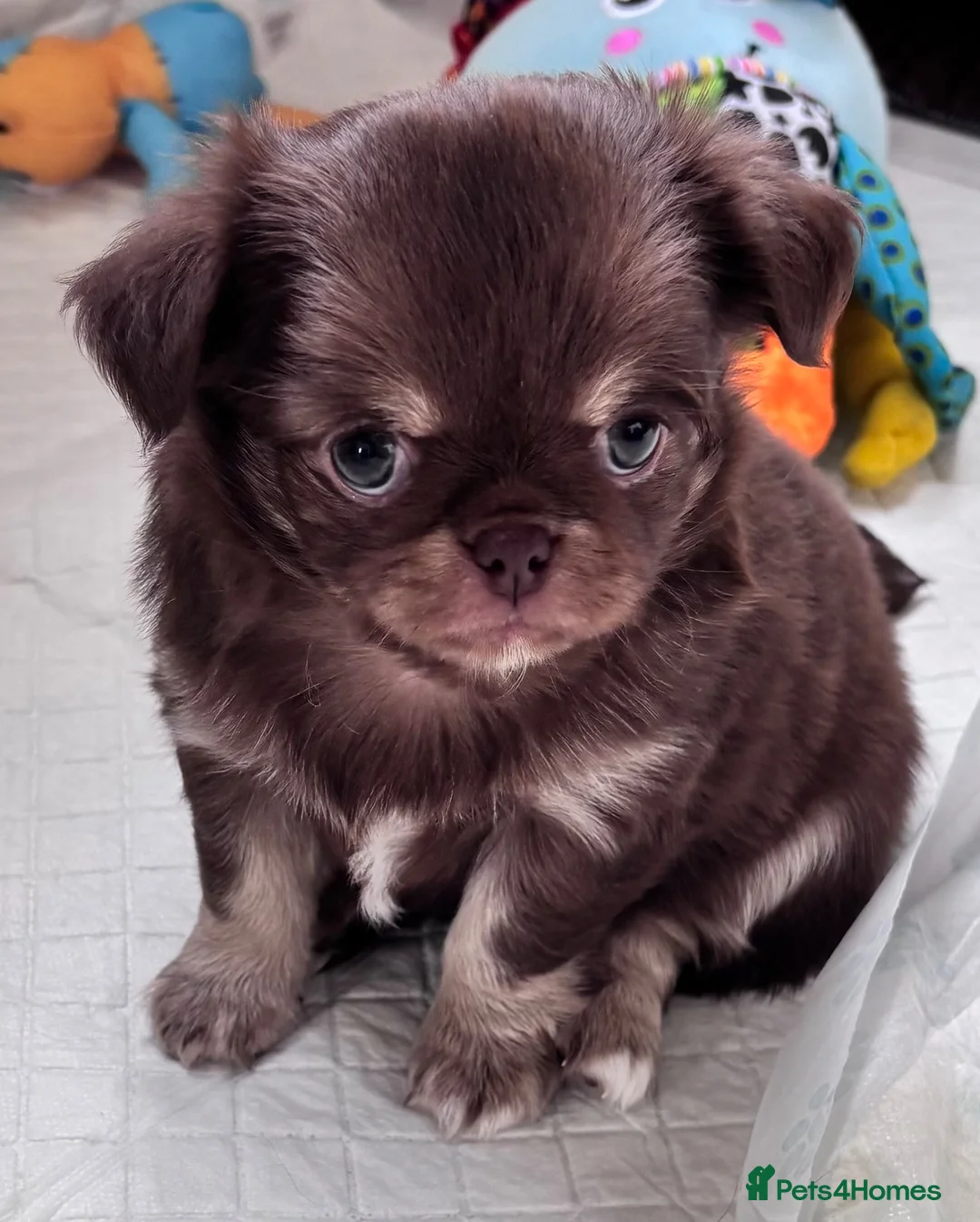 Chihuahua dogs for sale: chocolate tri long coat chihuahua puppies  - Advert 2