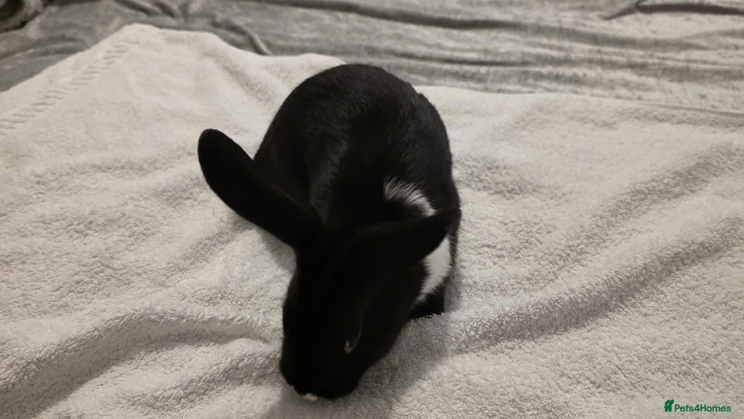 Dwarf Lop rabbits for sale: 10 weeks old - Advert 3