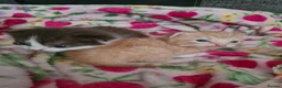 Mixed Breed cats for sale: Loving kittens looking for their new homes - Advert 2