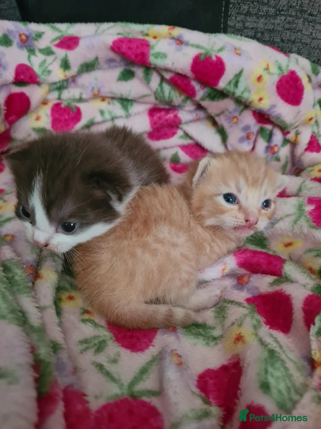 Mixed Breed cats for sale: Loving kittens looking for their new homes - Advert 2