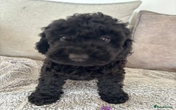 Cavapoo dogs for sale: 🐶 F1B CAVAPOOS 5* HEALTH CHECK 🐶 - Image 22