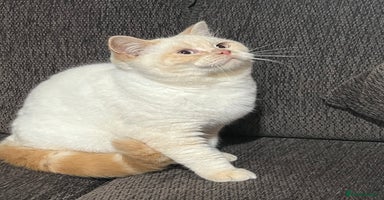 British Shorthair cats - Advert 16