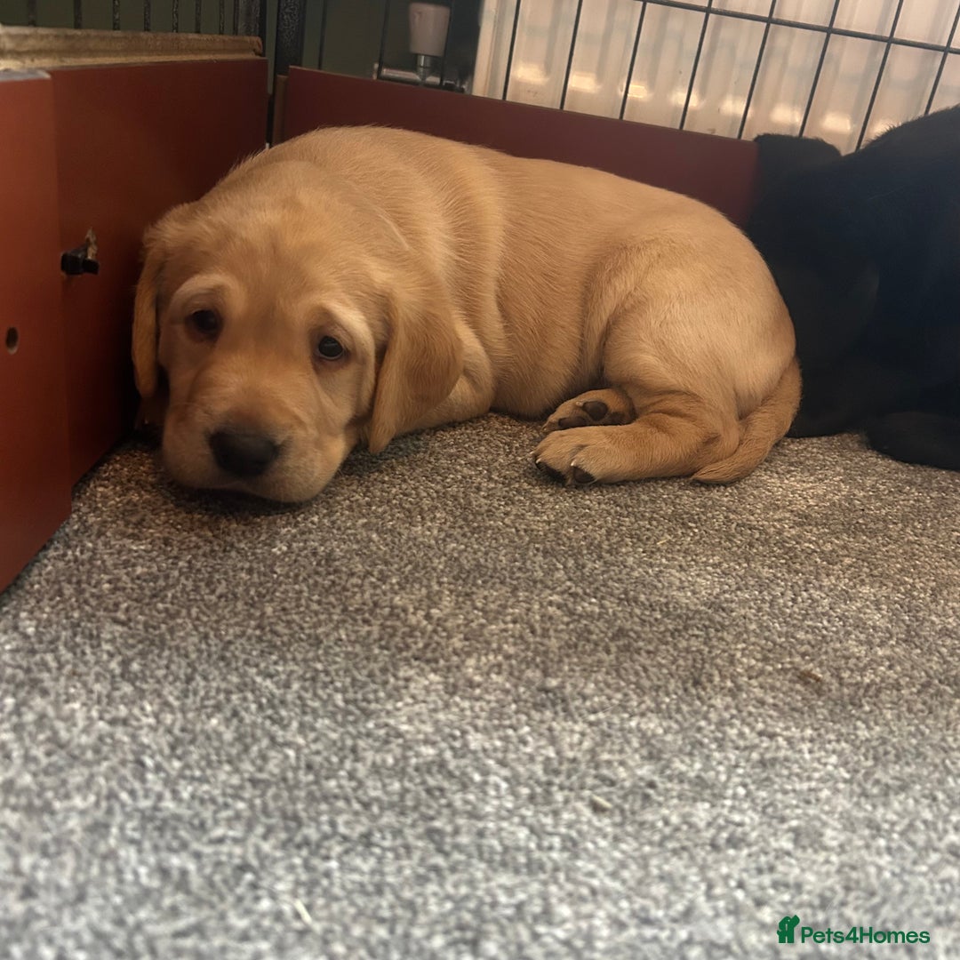 Labrador Retriever dogs for sale: Beautiful Labrador puppies - Advert 3
