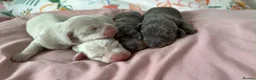 Dachshund dogs for sale: KC Registered Pink/Carrier Miniature Dachshund in Stanford-le-Hope - Advert 3