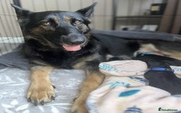 German Shepherd dogs for sale: German Shepherd pups - Advert 1