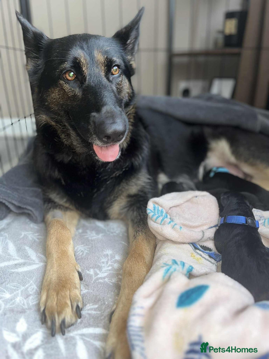 German Shepherd dogs for sale: German Shepherd pups - Advert 1