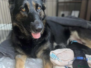 German Shepherd dogs for sale: German Shepherd pups - Advert 1