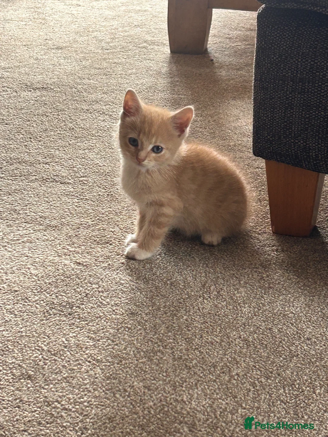 Mixed Breed cats for sale: Ginger tabby kittens  - Advert 2