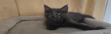 BARRY 