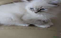 Siberian cats for sale: Kitty Neva Masguerade  - Image 1