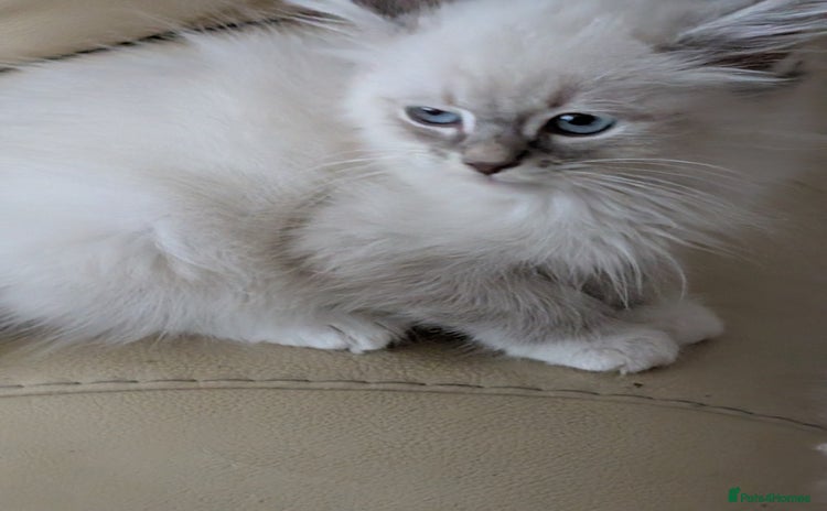 Siberian cats - Advert 1
