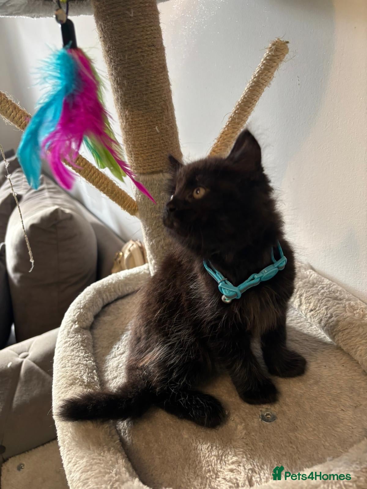 Mixed Breed cats 🐾 Lovely Kittens Looking for a Loving Home 🐾 - Advert 1