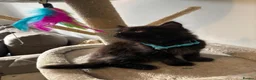 Mixed Breed cats for sale: 🐾 Lovely Kittens Looking for a Loving Home 🐾 - Advert 13