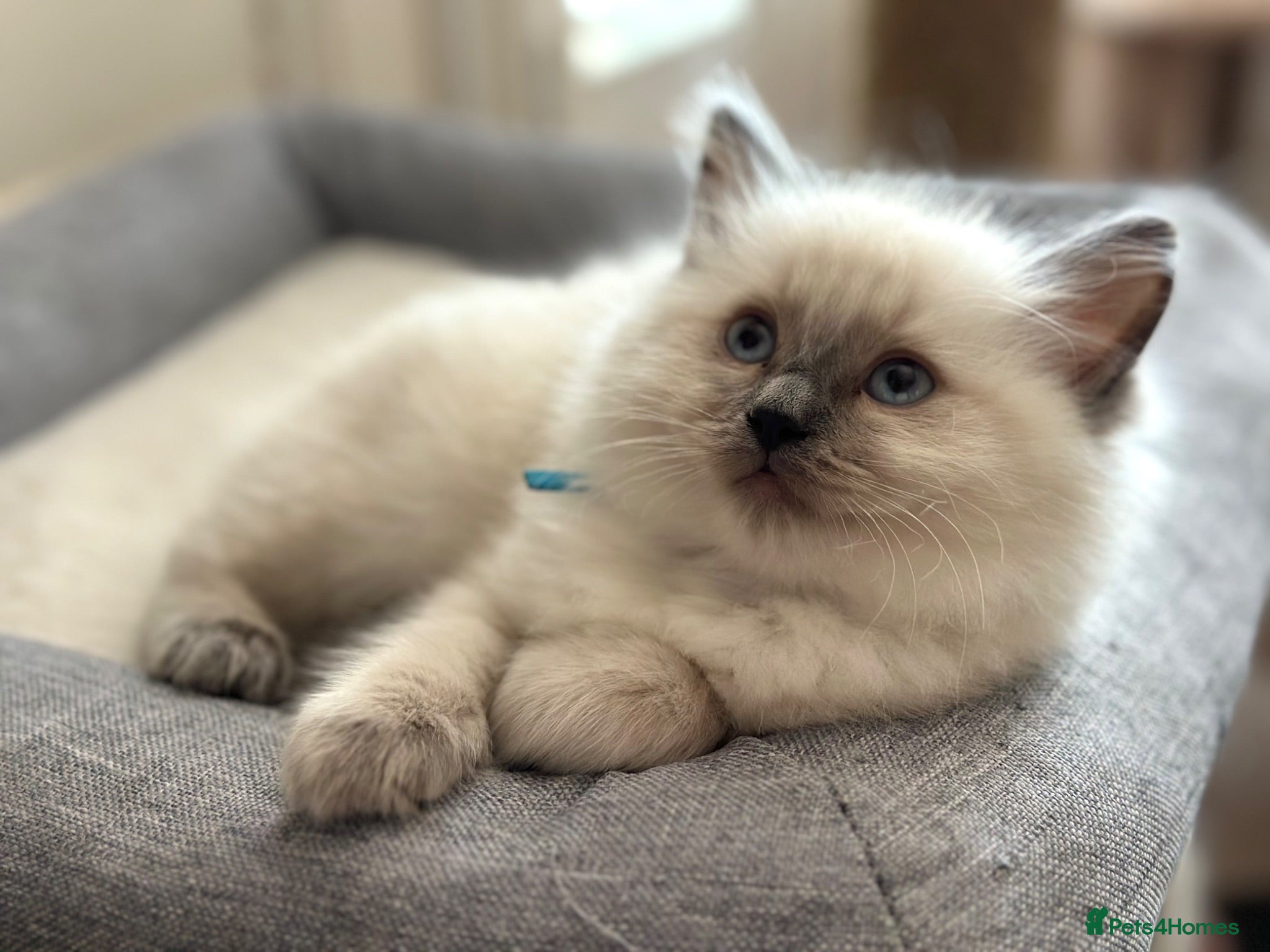 Ragdoll cats Blue Point Ragdoll Kittens  - Advert 1