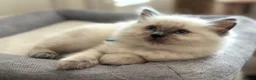 Ragdoll cats for sale: Blue Point Ragdoll Kittens  - Advert 1