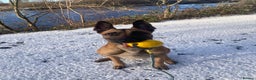 Belgian Shepherd Dog dogs for stud: FCI malinois for stud  - Advert 3