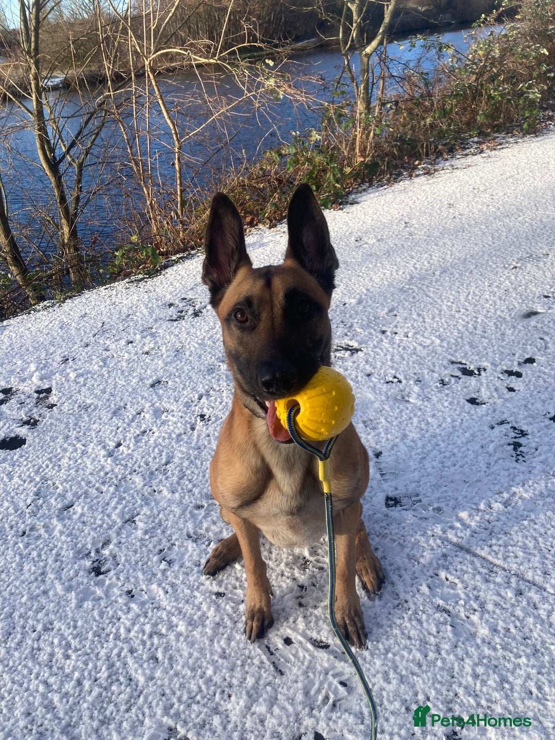 Belgian Shepherd Dog dogs for stud: FCI malinois for stud  - Advert 3