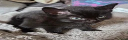 Mixed Breed cats for sale: 2 Beautiful Kittens ready for their forever home - Advert 4