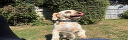 Cavapoo dogs for adoption: Pearl - Cavapoo for adoption in Weston-super-Mare - Advert 3