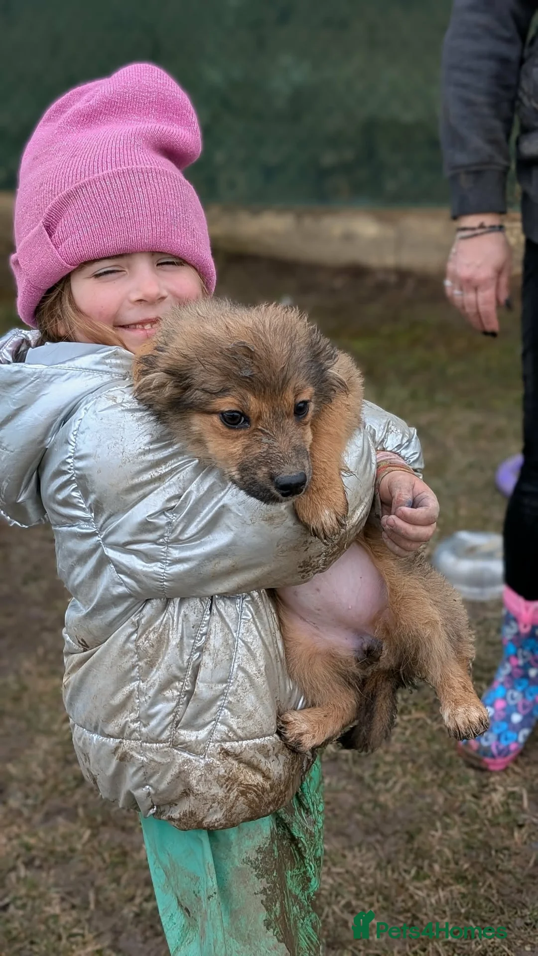 Mixed Breed dogs for adoption: Blossom for adoption in London - Advert 12
