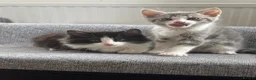 Mixed Breed cats for sale: Beautiful Active Girl Kitten  🐾 - Advert 3