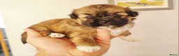 Lhasa Apso dogs for sale: Adorable Lhasa Apso Puppies  - Advert 18
