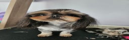 Shih Tzu dogs for stud: Stunning imperial Shih tzu for stud - Advert 2