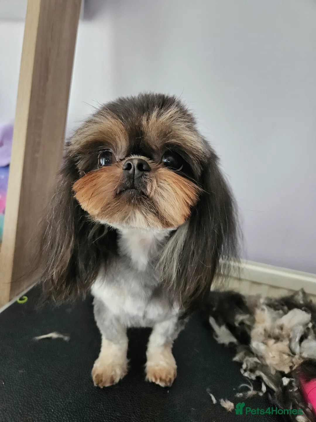 Shih Tzu dogs for stud: Stunning imperial Shih tzu for stud - Advert 2