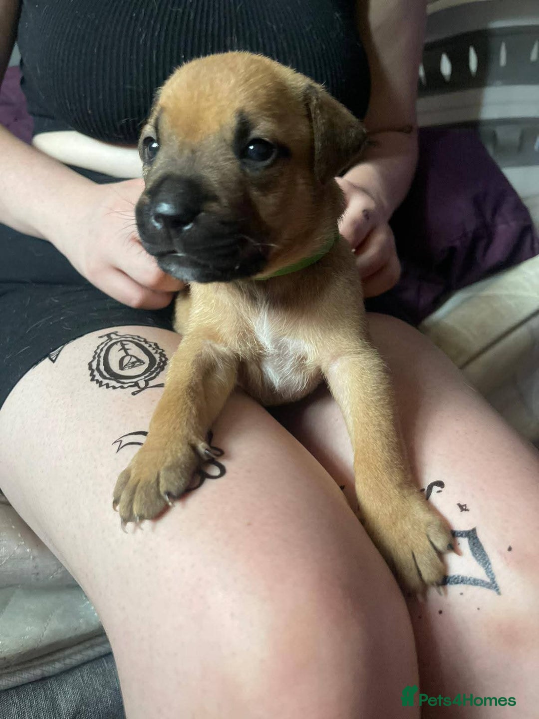 American Bull Staffy dogs for sale: 4 BEAUTIFUL PUPPIES - Image 3