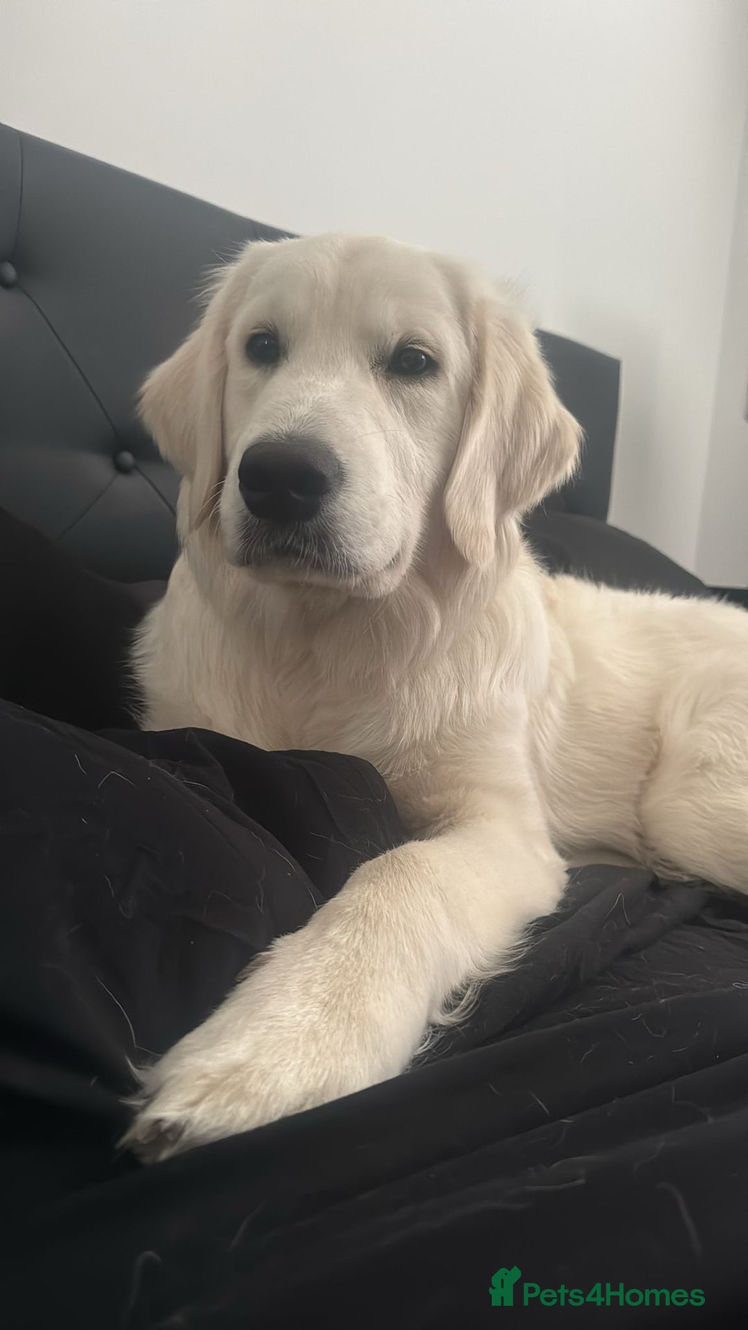 Golden Retriever dogs for sale: Golden Retriever  - Advert 2